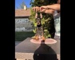 DOBERMAN štenci